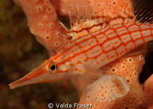 A long-nose hawkfish. by Valda Fraser 